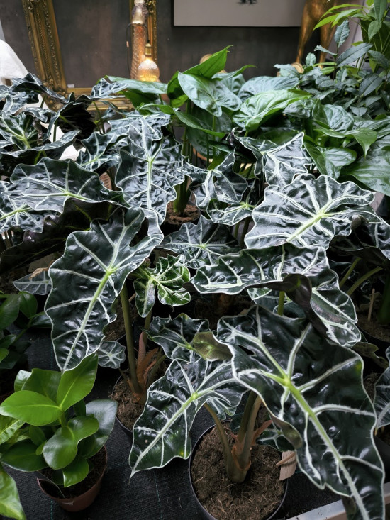 Alokázie, Alocasia polly, vícekmenná, průměr květináče 17 cm-27033