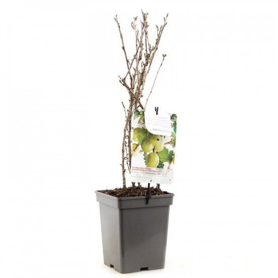 Angrešt bílý, Ribes uva-crispa Hinnomaeki Green, velikost kontejneru 5 l-9004