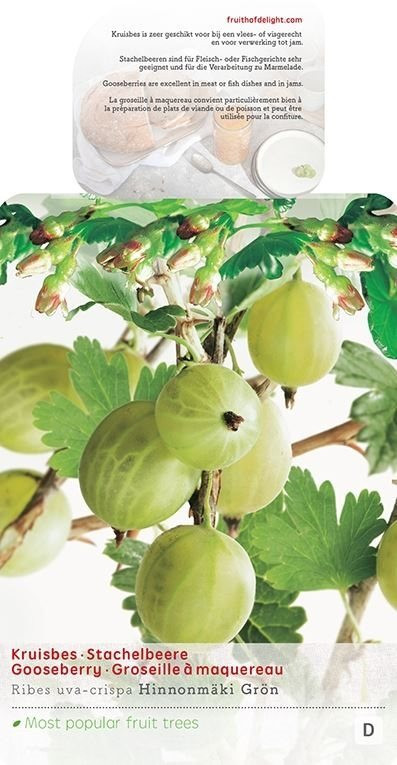 Angrešt bílý, Ribes uva-crispa Hinnomaeki Green, velikost kontejneru 5 l-9005