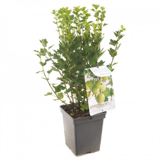 Angrešt bílý, Ribes uva-crispa Hinnomaeki Green, velikost kontejneru 5 l-9006