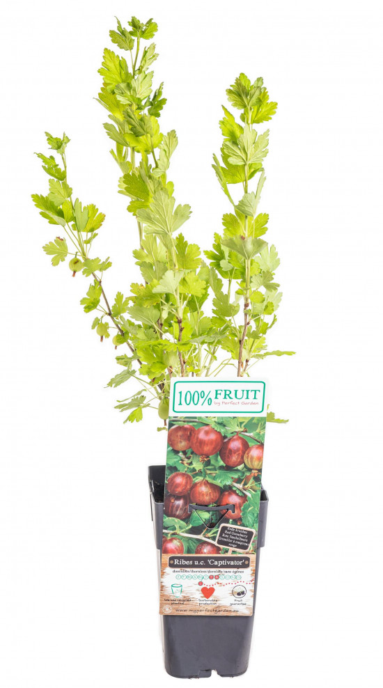 Angrešt červený, Ribes uva-crispa Captivator, velikost kontejneru 1,8 l-10579