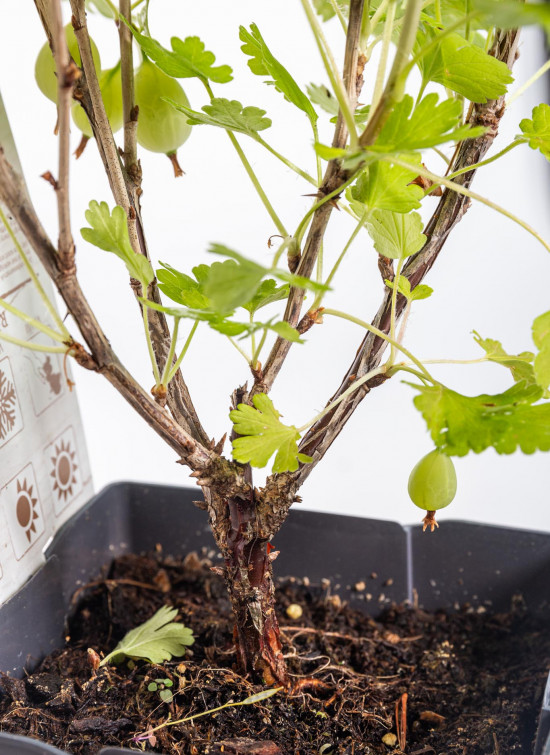Angrešt červený, Ribes uva-crispa Captivator, velikost kontejneru 1,8 l-10580