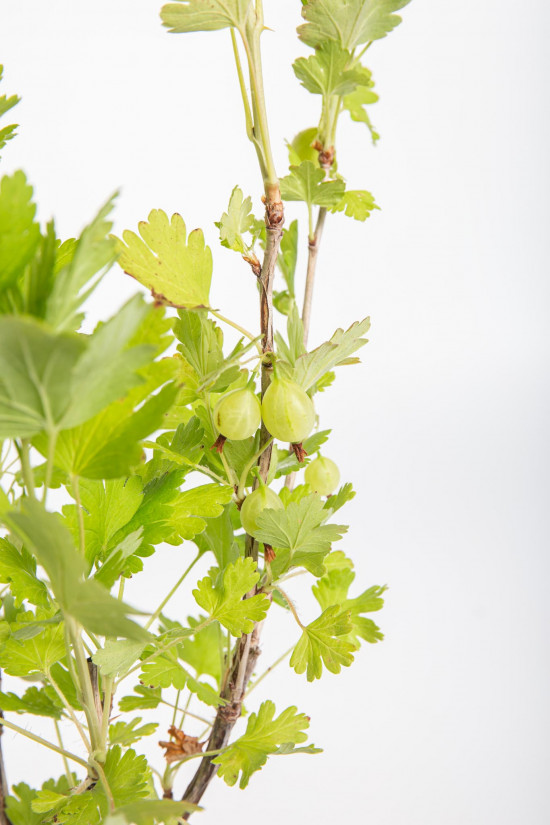 Angrešt červený, Ribes uva-crispa Captivator, velikost kontejneru 1,8 l-10581