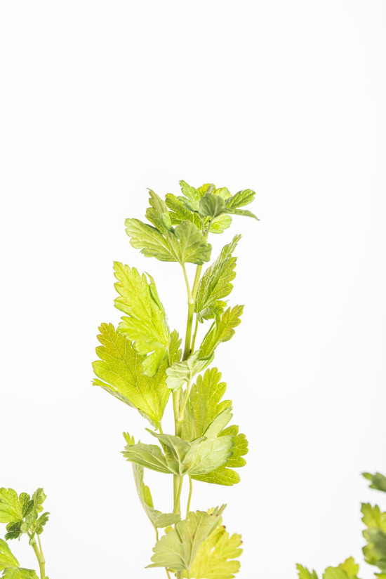 Angrešt červený, Ribes uva-crispa Captivator, velikost kontejneru 1,8 l-10582