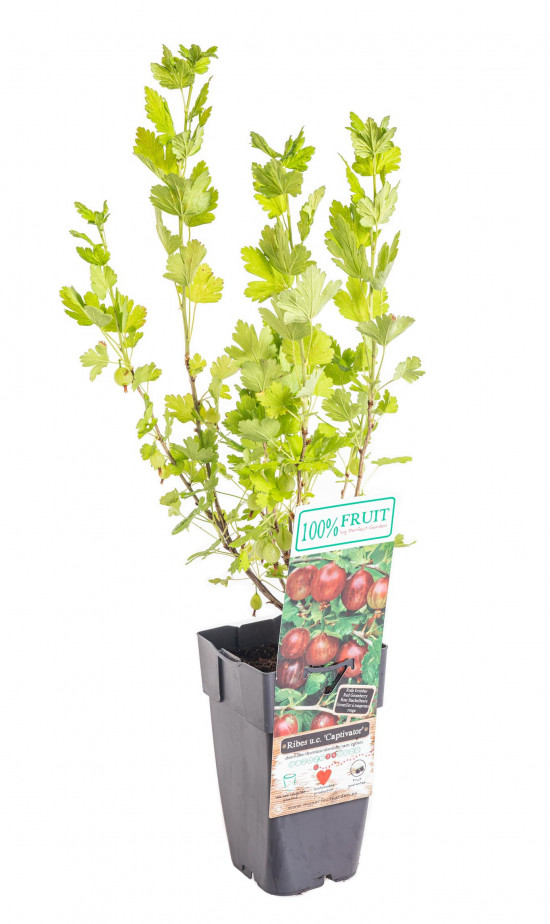 Angrešt červený, Ribes uva-crispa Captivator, velikost kontejneru 1,8 l-10583