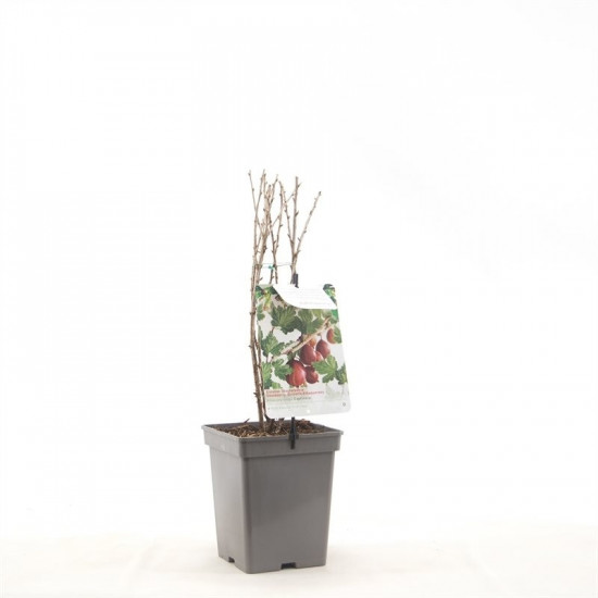 Angrešt červený, Ribes uva-crispa Captivator, velikost kontejneru 5 l-9001