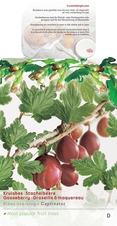 Angrešt červený, Ribes uva-crispa Captivator, velikost kontejneru 5 l-9002