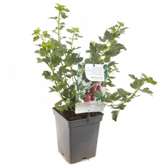 Angrešt červený, Ribes uva-crispa Captivator, velikost kontejneru 5 l-9003