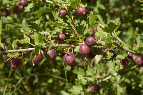 Angrešt červený, Ribes uva-crispa Hinnonmaki Red, velikost kontejneru 5 l-24317