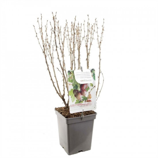 Angrešt červený, Ribes uva-crispa Hinnonmaki Red, velikost kontejneru 5 l-8998