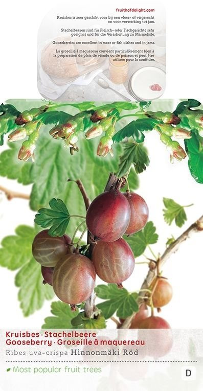 Angrešt červený, Ribes uva-crispa Hinnonmaki Red, velikost kontejneru 5 l-8999