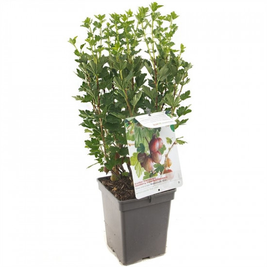 Angrešt červený, Ribes uva-crispa Hinnonmaki Red, velikost kontejneru 5 l-9000