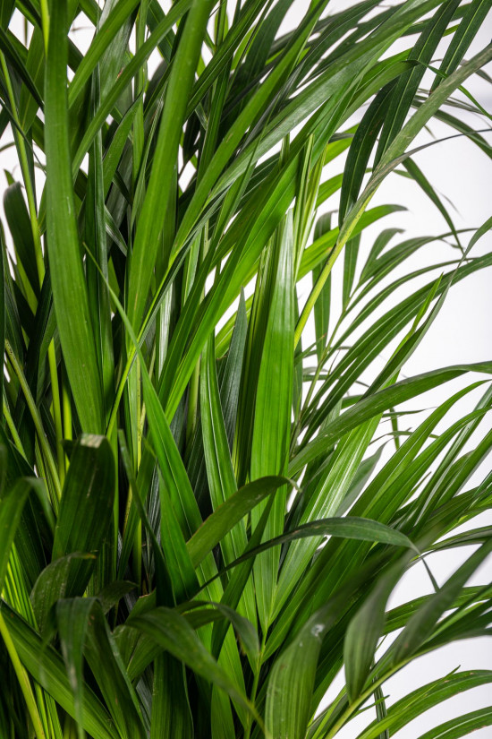 Areka, Areca lutescens, vysoká 100 - 110 cm, průměr květináče 21 cm-11976