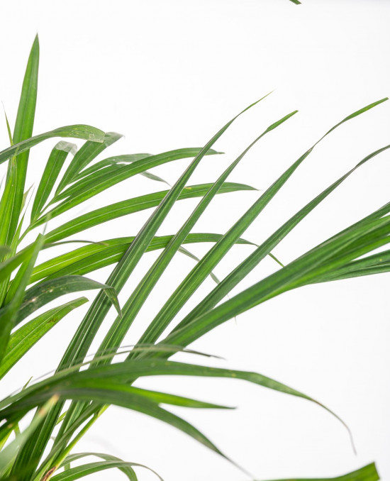 Areka, Areca lutescens, vysoká 100 - 110 cm, průměr květináče 21 cm-11977