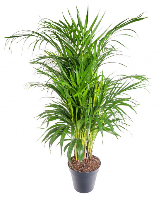 Areka, Areca lutescens, vysoká 100 - 110 cm, průměr květináče 21 cm-11978
