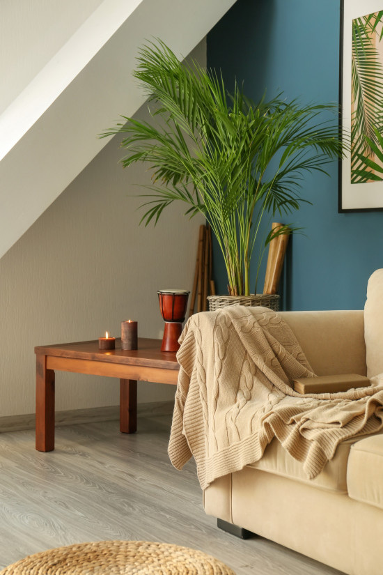 Areka, Areca lutescens, vysoká 100 - 110 cm, průměr květináče 21 cm-14780
