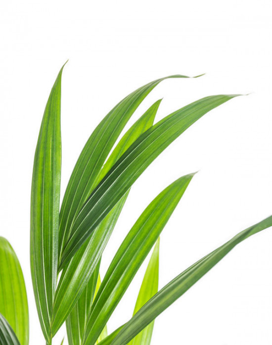 Areka, Areca lutescens, vysoká 120 - 150 cm, průměr květináče 24 cm-14783