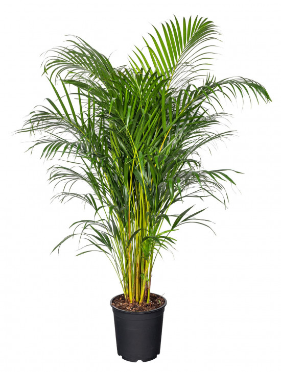 Areka, Areca lutescens, vysoká 160 - 190 cm, průměr květináče 27 cm