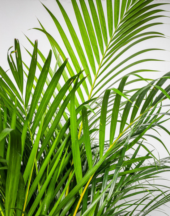 Areka, Areca lutescens, vysoká 160 - 190 cm, průměr květináče 27 cm-8467
