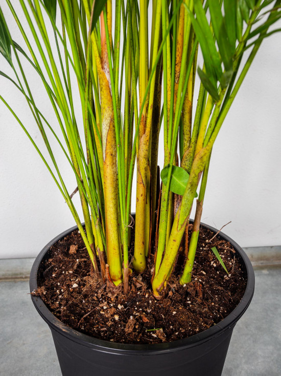 Areka, Areca lutescens, vysoká 160 - 190 cm, průměr květináče 27 cm-8468