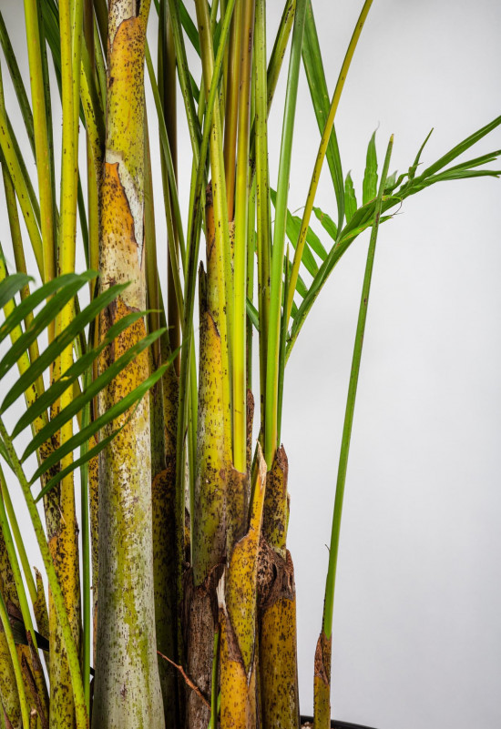 Areka, Areca lutescens, vysoká 180 cm, průměr květináče 35 cm-12139