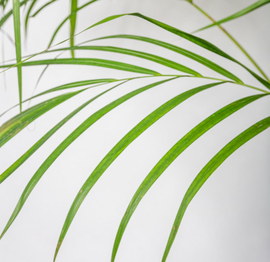 Areka, Areca lutescens, vysoká 180 cm, průměr květináče 35 cm-12140