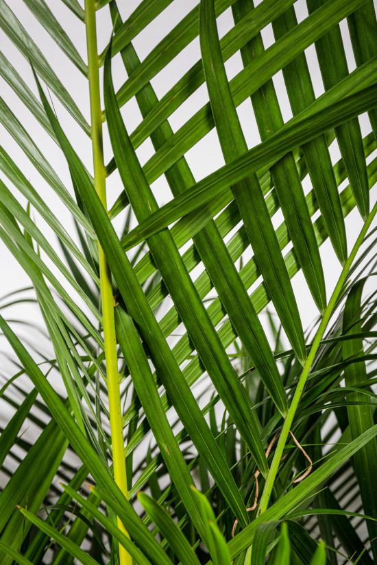 Areka, Areca lutescens, vysoká 180 cm, průměr květináče 35 cm-12141