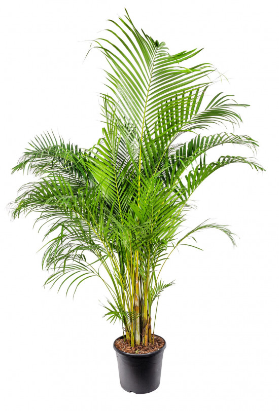 Areka, Areca lutescens, vysoká 180 cm, průměr květináče 35 cm-12142