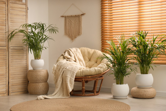 Areka, Areca lutescens, vysoká 30 - 60 cm, průměr květináče 17 cm-14786