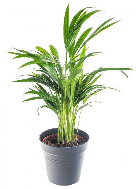 Areka, Areca lutescens, vysoká 30 - 60 cm, průměr květináče 17 cm-7410