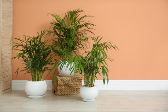 Areka, Areca lutescens, vysoká do 30 cm, průměr květináče 12 cm-14779