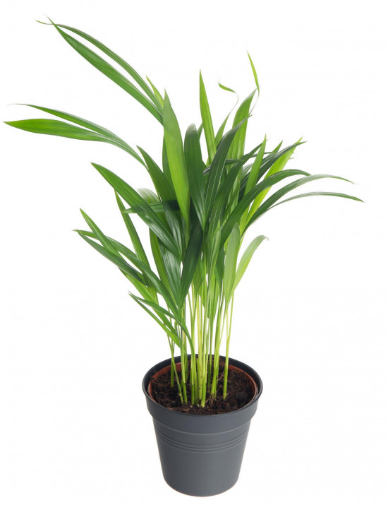 Areka, Areca lutescens, vysoká do 30 cm, průměr květináče 12 cm-7369