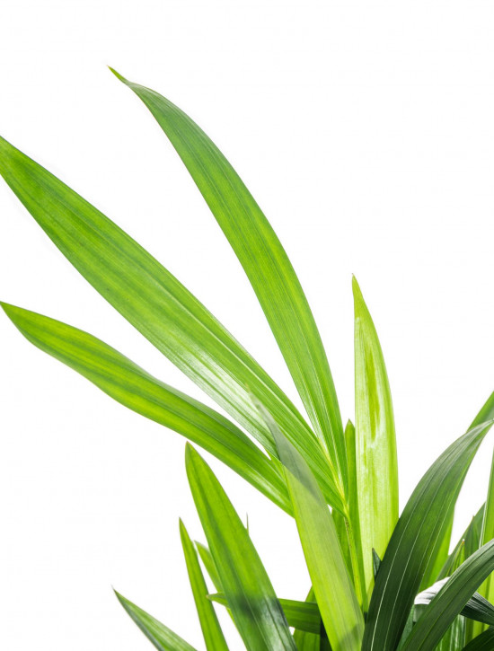 Areka, Areca lutescens, vysoká do 30 cm, průměr květináče 12 cm-7370
