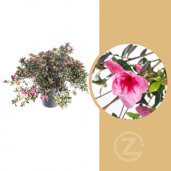 Azalka japonská, Azalea japonica Cascadula, velikost květináče 19 cm