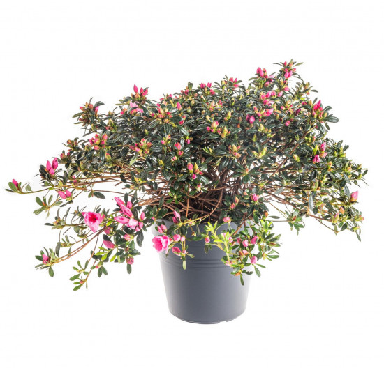 Azalka japonská, Azalea japonica Cascadula, velikost květináče 19 cm-9580