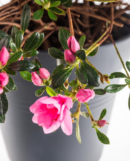 Azalka japonská, Azalea japonica Cascadula, velikost květináče 19 cm-9581