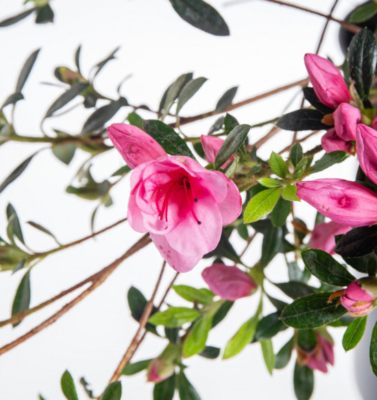 Azalka japonská, Azalea japonica Cascadula, velikost květináče 19 cm-9582