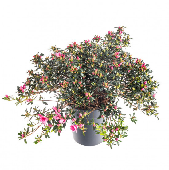 Azalka japonská, Azalea japonica Cascadula, velikost květináče 19 cm-9583