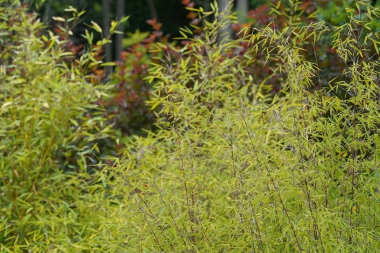 Bambus, Phyllostachys aurea, velikost kontejneru 10 l