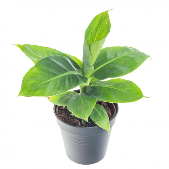 Banánovník zakrslý, Musa dwarf cavendish, průměr květináče 10 - 12 cm-7375