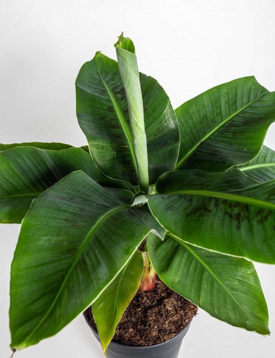 Banánovník zakrslý, Musa dwarf cavendish, průměr květináče 17 - 19 cm-23759