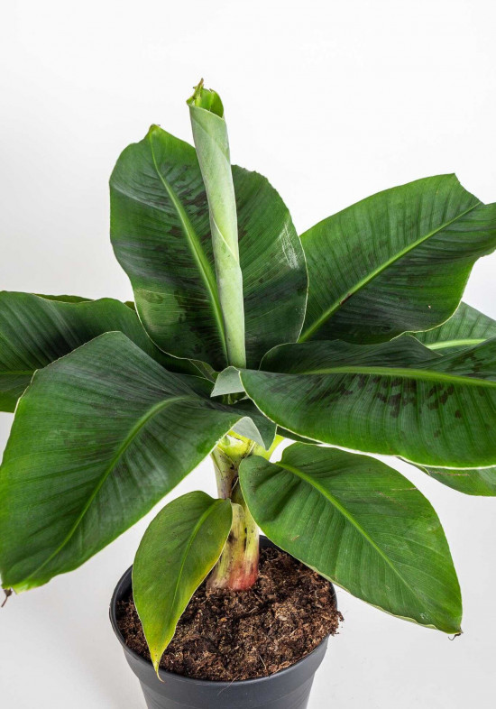Banánovník zakrslý, Musa dwarf cavendish, průměr květináče 17 - 19 cm-23760