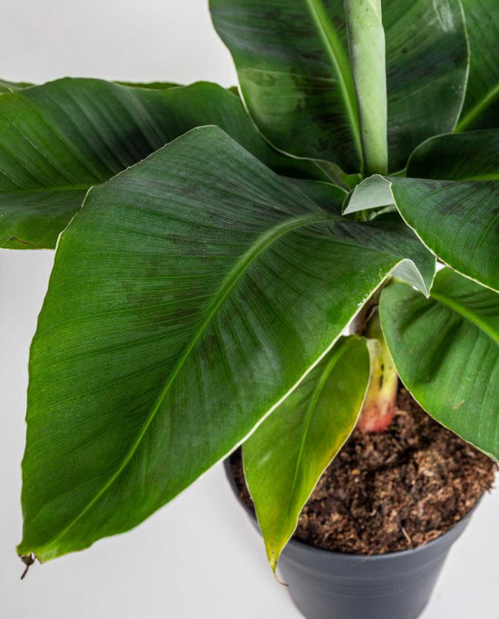Banánovník zakrslý, Musa dwarf cavendish, průměr květináče 17 - 19 cm-23761