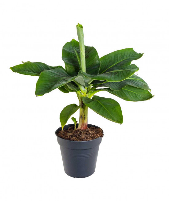 Banánovník zakrslý, Musa dwarf cavendish, průměr květináče 17 - 19 cm-23762
