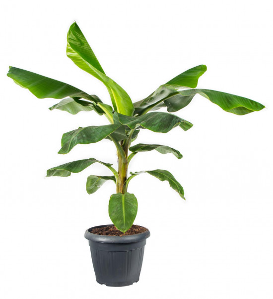 Banánovník zakrslý, Musa dwarf cavendish, průměr květináče 35 cm