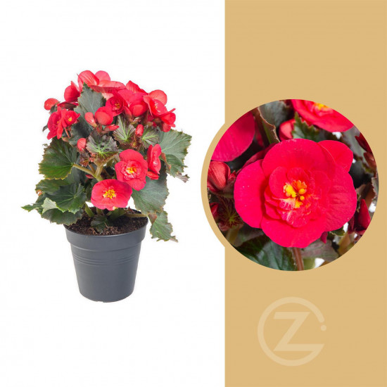 Begónie, Begonia elatior Belove Cherry, červeno - růžová