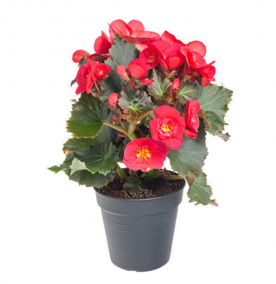 Begónie, Begonia elatior Belove Cherry, červeno - růžová-9045