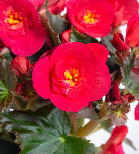 Begónie, Begonia elatior Belove Cherry, červeno - růžová-9046