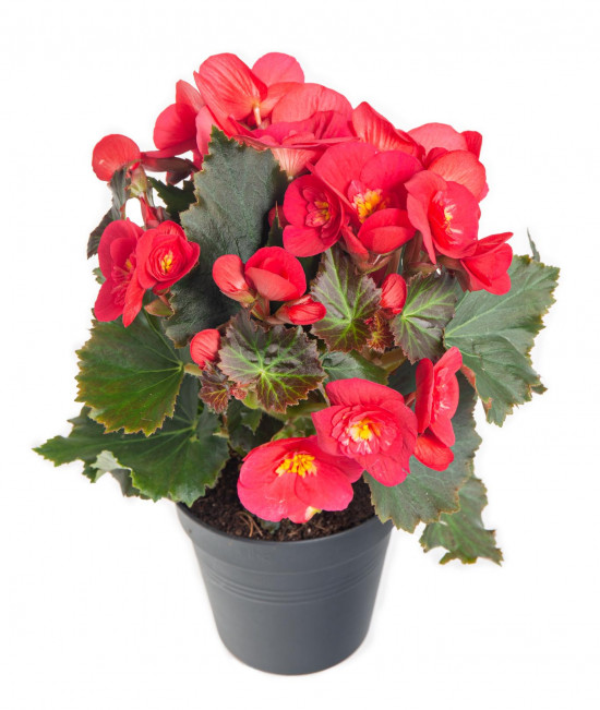 Begónie, Begonia elatior Belove Cherry, červeno - růžová-9047