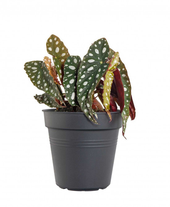 Begónie koralová, Begonia maculata, průměr květináče 13 - 15 cm